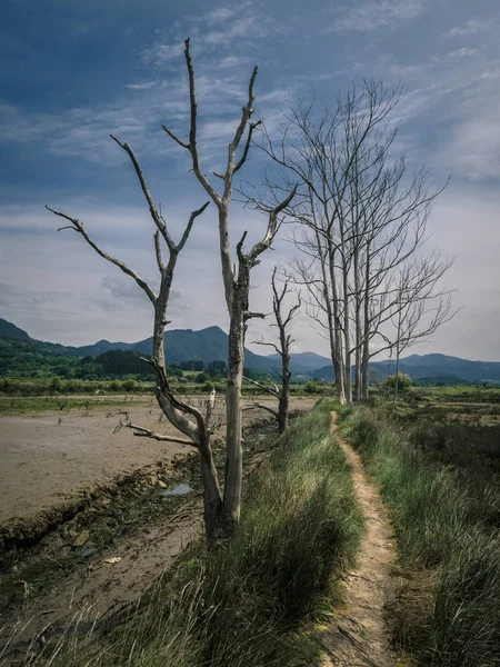 Путь через болота биосферного заповедника Урдайбай в пасмурный день в Стране Басков — стоковое фото
