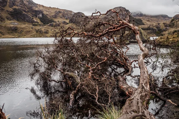 Parc national de Cajas dans la ville de Cuenca en Équateur — Photo