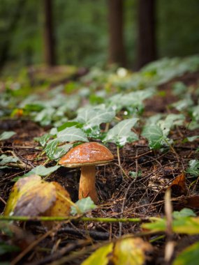 Vahşi mantar Boletus Edulis ormanda büyüyor.