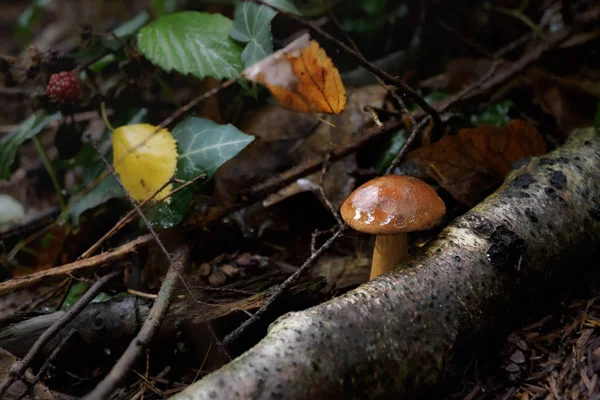 Wild mushroom Boletus Edulis growing in the forest — Stock Photo, Image