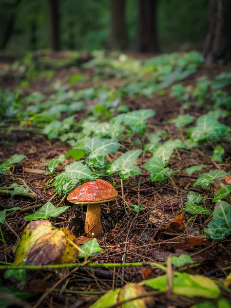 Dziki grzyb Boletus Edulis rośnie w lesie — Zdjęcie stockowe