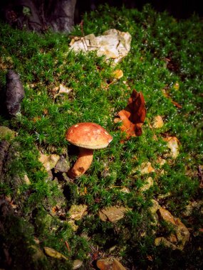 Vahşi mantar Boletus Edulis ormanda büyüyor.