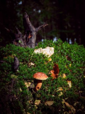 Vahşi mantar Boletus Edulis ormanda büyüyor.