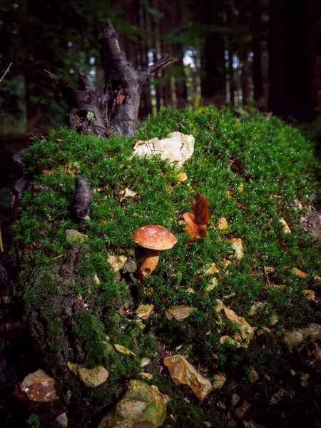 Seta silvestre Boletus Edulis creciendo en el bosque — Foto de Stock