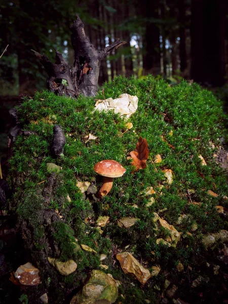 Seta silvestre Boletus Edulis creciendo en el bosque — Foto de Stock