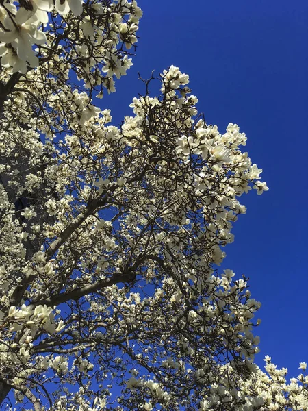 Img_4189 kwitnące drzewo magnolii wiosną — Zdjęcie stockowe