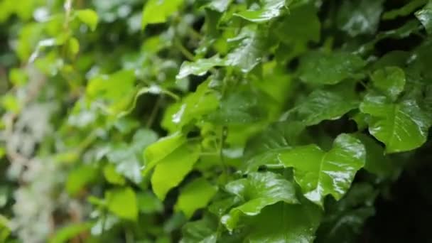 飘落的雨水下的绿叶 — 图库视频影像