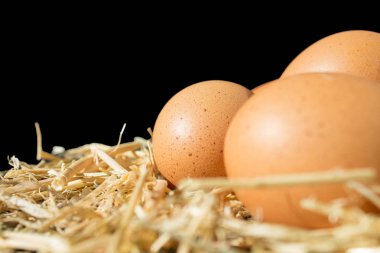 siyah arka plan üzerine saman üzerinde çilli taze çiğ yumurta