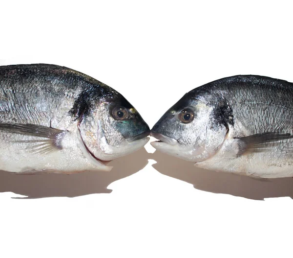 Two raw cleaned shiny dorada kissing each other — Stock Photo, Image
