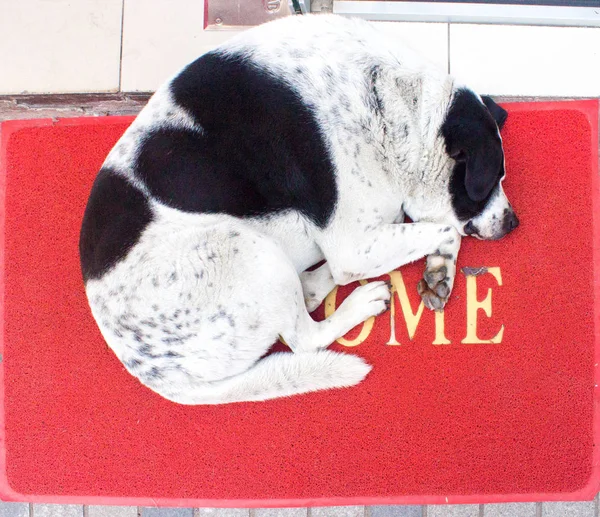 White and black dog with heart on the back sleeping on red carpet with word wellcome.