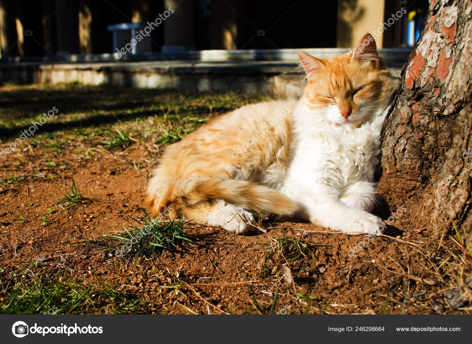 Gingembre Et Blanc Moelleux Chat Sieste Sur Le Sol Sous L Arbre Image Libre De Droit Par Fengari3211 C
