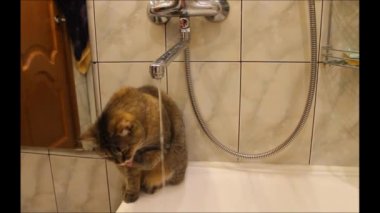 kahverengi kedi Metis Briton musluktan içecekler ve onun pençe yalıyor