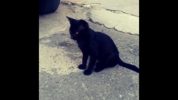 Lindo gatito negro — Vídeos de Stock