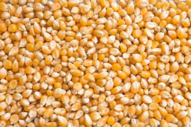 Background of dry corn grains. Popcorn maize background clipart