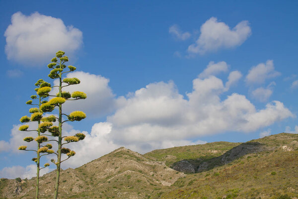 beautiful yellow-green agave flowers stem on mountain background, blue sky with white clouds and space for text