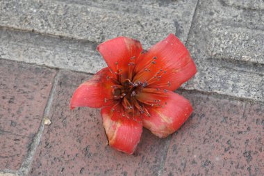 Yerdeki güzel çiçek