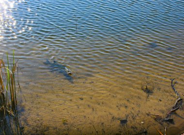 Pike Balıkçılık, balık predator