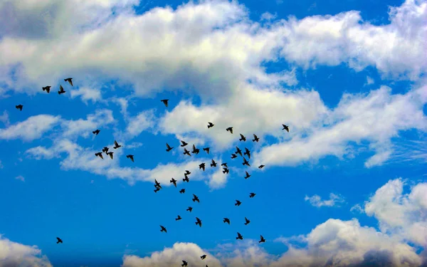 birds in the sky,the clouds,clouds and blue sky
