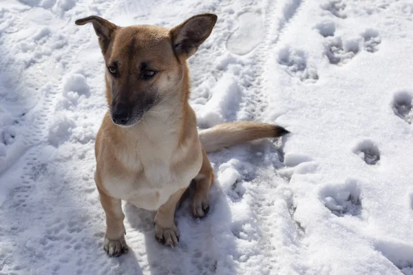 yard dog winter,little dog in the cold