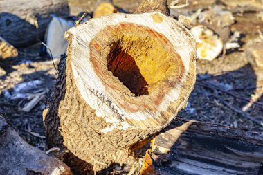 Ceviz ahşap güdük doku