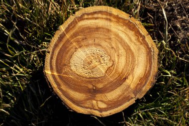 kiraz kesme kütükleri dokusuna