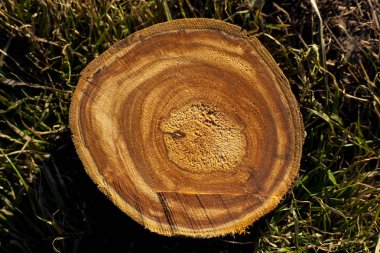 kiraz kesme kütükleri dokusuna