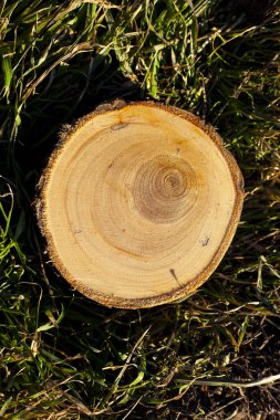 kiraz kesme kütükleri dokusuna