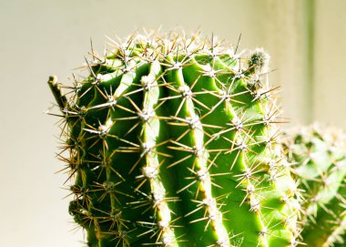 büyük dikenleri ile güzel yeşil kaktüs