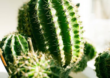 büyük dikenleri ile güzel yeşil kaktüs