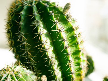 büyük dikenleri ile güzel yeşil kaktüs
