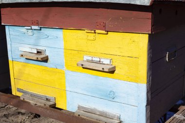 Arı ve bal, sarı ve mavi ev arı kovanı