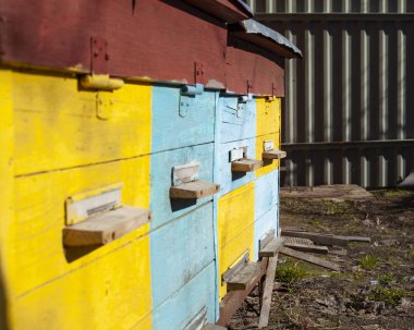 Arı ve bal, sarı ve mavi ev arı kovanı