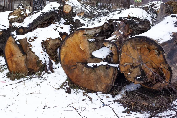 Láncfűrész Kidöntött Fák Nagy Tuskók — Stock Fotó