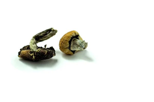 西洛西贝是一种迷幻蘑菇 其主要活性化合物是西洛西宾和西洛金 通常被称为蘑菇 神奇蘑菇 应变金老师 — 图库照片