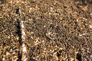 termitler büyük bir höyük, termitler çürük ağaçlar yemek