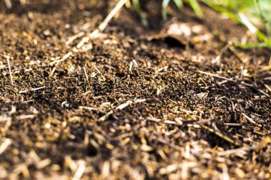 termitler büyük bir höyük, termitler çürük ağaçlar yemek