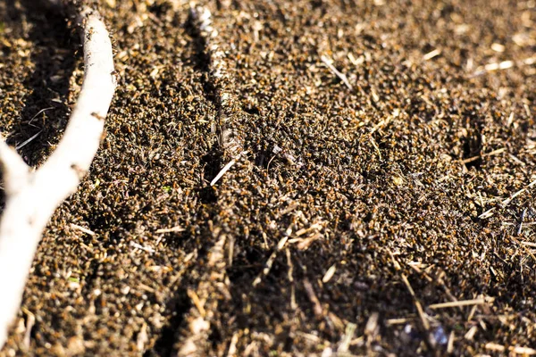 Duży kopiec termity, termitów jeść zgniłe drzewa — Zdjęcie stockowe