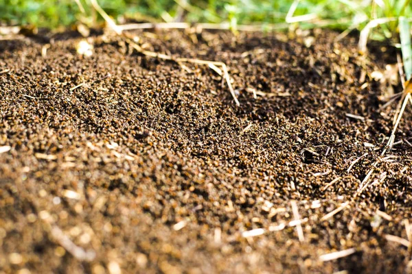 A large mound of termites, termites eat rotten trees — Stock Photo, Image