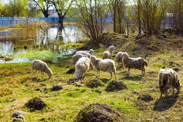 flock of sheep feed on green grass