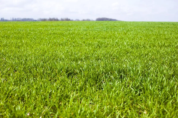 Весной сельскохозяйственные зеленые поля молодняка пшеницы. травяное поле зародышей пшеницы — стоковое фото