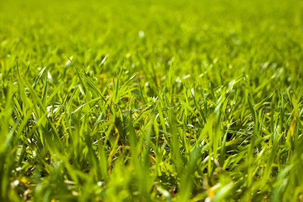 Wiosna rolne zielone pola młodych upraw pszenicy. pole trawy z kiełków pszenicy — Zdjęcie stockowe