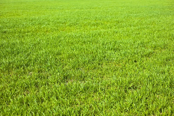 Wiosna rolne zielone pola młodych upraw pszenicy. pole trawy z kiełków pszenicy — Zdjęcie stockowe