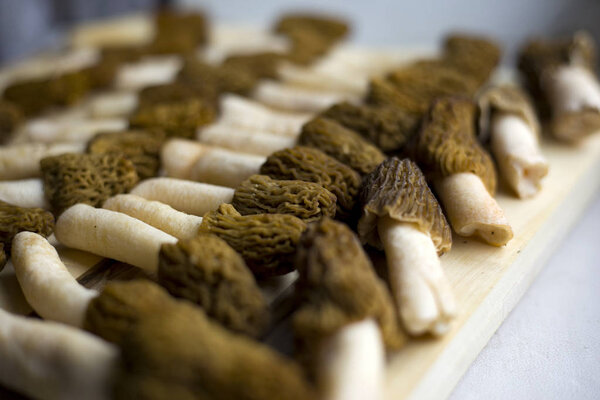 Morel conical"Morchella conica", a bunch of delicious edible mushrooms, delicious European wild mushrooms on a plate