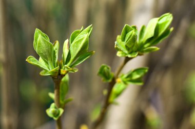 leylak ilk bahar yaprakları, leylak çiçek yeşil çiçekleri 