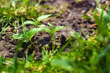 esrar açık havada filiz, yaylı marihuana yeşil bitkiler