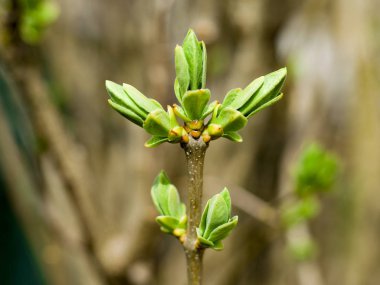 leylak ilk bahar yaprakları, leylak çiçek yeşil çiçekleri 