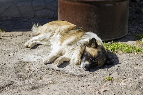 Mooie pluizige, langharige hond — Stockfoto