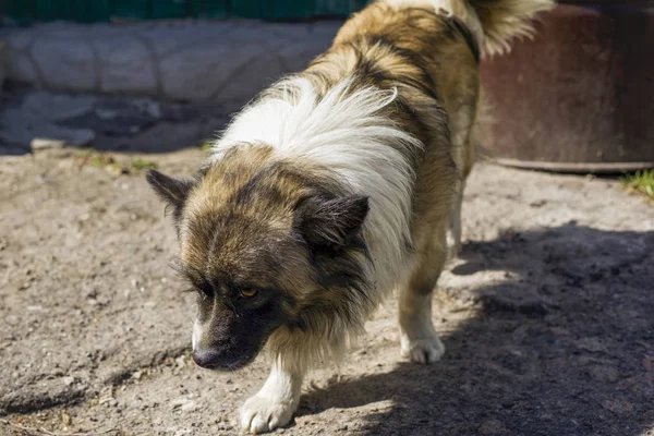 güzel kabarık, uzun saçlı köpek