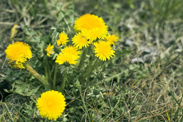 Sarı karahindibalar (Leontodon) doğada yeşil çimlerde ilk bahar çiçekleri — Stok fotoğraf