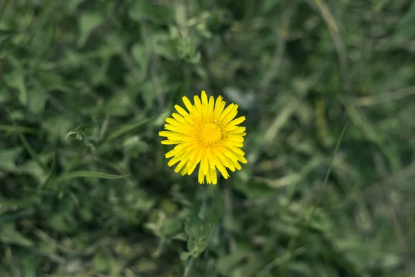 Diente de león amarillo (Leontodon) primera primavera flores en hierba verde en la naturaleza —  Fotos de Stock